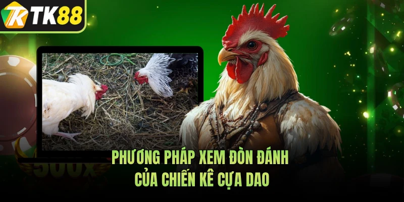Phương pháp xem đòn đánh của chiến kê cựa dao